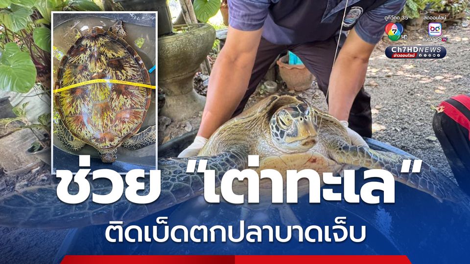 ช่วย "เต่าทะเล" ติดเบ็ดตกปลาบาดเจ็บ