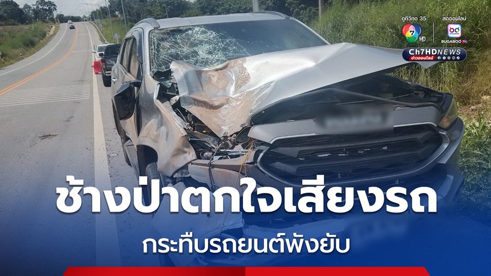 ช้างป่าภูหลวงข้ามถนนตกใจเสียงรถใช้ 2 เท้าเหยียบหน้ารถยนต์พังยับเยิน โชคดีคนขับไม่ได้รับบาดเจ็บ