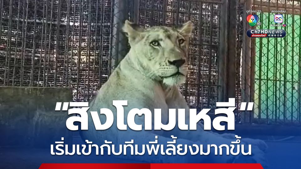 สิงโตมเหสี เริ่มเข้ากับทีมพี่เลี้ยงมากขึ้นหลังย้ายมาอยู่ที่บึงฉวาก ยังคงต้องได้รับการกักโรคไว้ในกรงเลี้ยง เป็นระยะเวลา 7 วัน