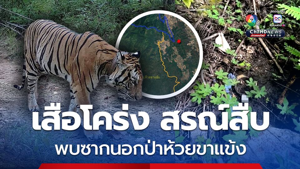 เสือโคร่ง สรณ์สืบ ตายนอกเขตป่าห้วยขาแข้ง