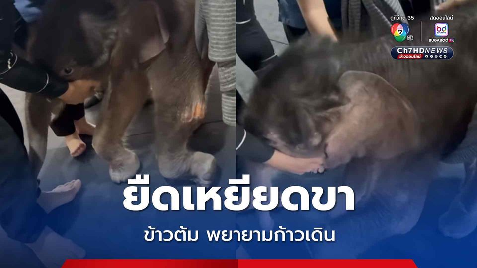 อาการดีขึ้น ลูกช้างข้าวต้ม พยายามก้าวเดิน