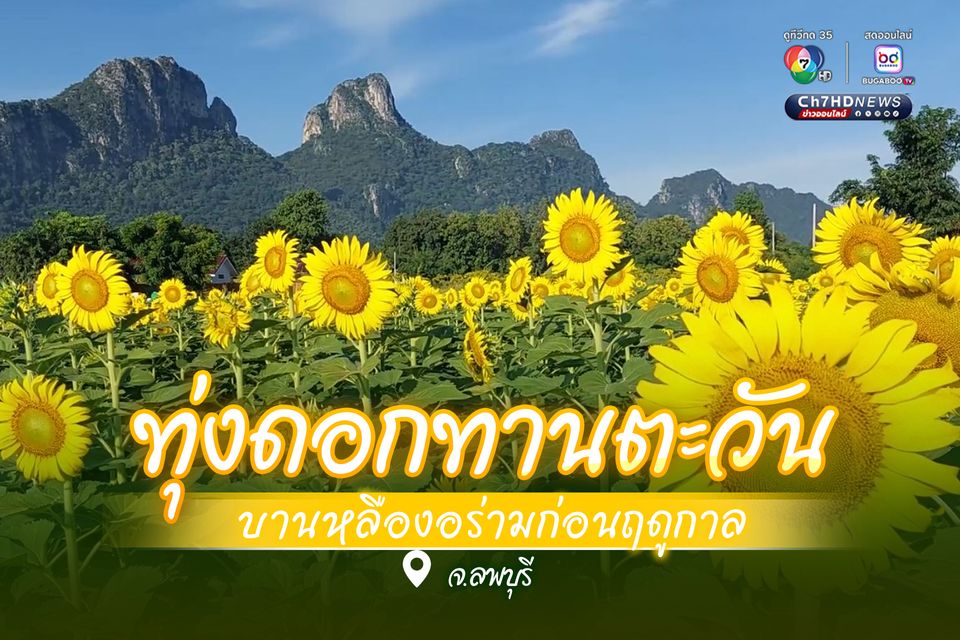 ทุ่งดอกทานตะวัน บานหลืองอร่ามก่อนฤดูกาล