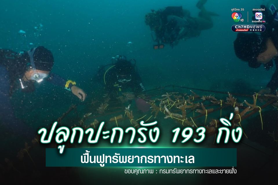 ปลูกปะการัง 193 กิ่ง  ฟื้นฟูทรัพยากรทางทะเล