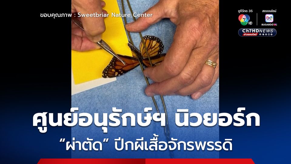 ศูนย์อนุรักษ์ฯ นิวยอร์ก  “ผ่าตัด” ปีกผีเสื้อจักรพรรดิ