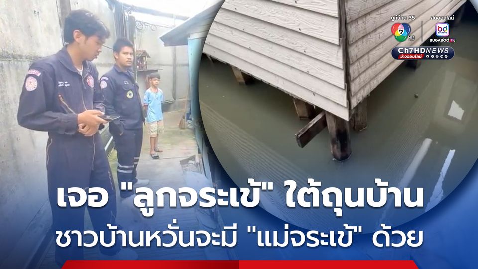 ชาวบ้านผวาเจอ ลูกจระเข้ บริเวณใต้ถุนบ้าน เผย อยู่มา 30 กว่าปี เพิ่งเคยเจอจระเข้