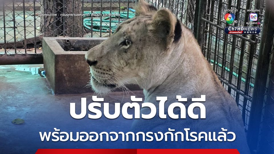 สิงโตสาว "มเหสี" ปรับตัวดี หลังถูกอายัด เตรียมปล่อยเดินเล่นในคอก หลังกักโรคครบ 7 วัน 