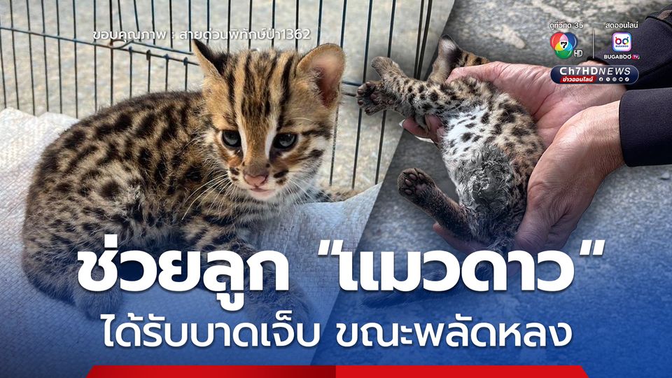 ช่วยลูก “แมวดาว” ได้รับบาดเจ็บ ขณะพลัดหลง
