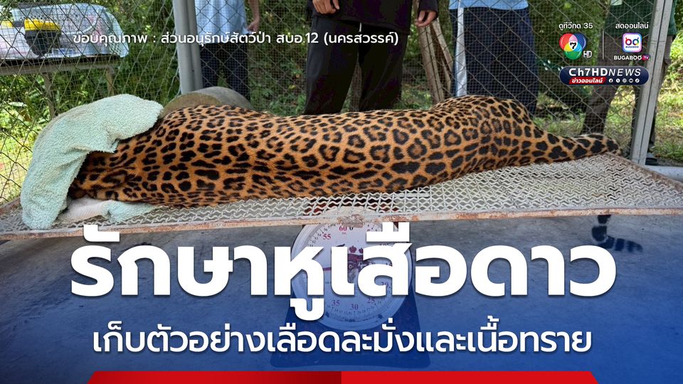 รักษาหูเสือดาว  เก็บตัวอย่างเลือดละมั่งและเนื้อทราย