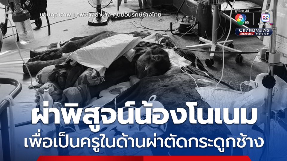 ลูกช้างขาหัก ล้มแล้ว ผ่าพิสูจน์เพื่อเป็นครูในด้านการผ่าตัดกระดูกช้าง