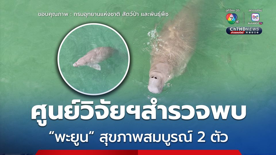 ศูนย์วิจัยฯสำรวจพบ "พะยูน" สุขภาพสมบูรณ์ 2 ตัว ในพื้นที่​ อช.หาดเจ้าไหม​