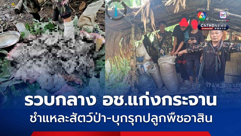 รวบ 2 ผู้ต้องหา บุกรุกปลูกพืชอาสิน-ชำแหละสัตว์ป่า กลาง อุทยานแห่งชาติแก่งกระจาน