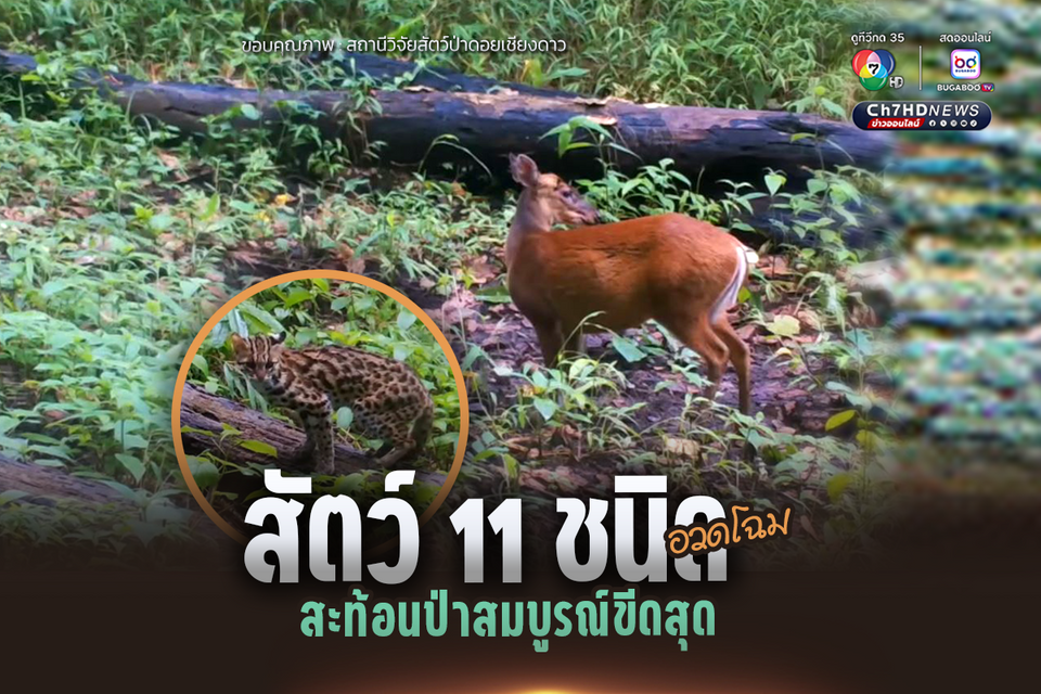 สัตว์ 11 ชนิด อวดโฉม สะท้อนป่าสมบูรณ์ขีดสุด