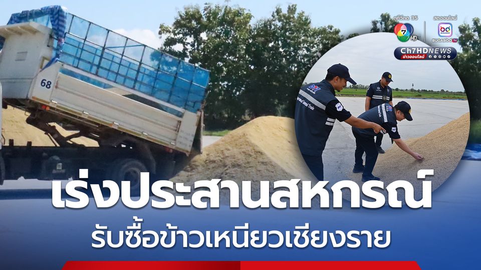 พาณิชย์ เร่งประสานสหกรณ์รับซื้อข้าวเหนียวเชียงรายต่อเนื่อง