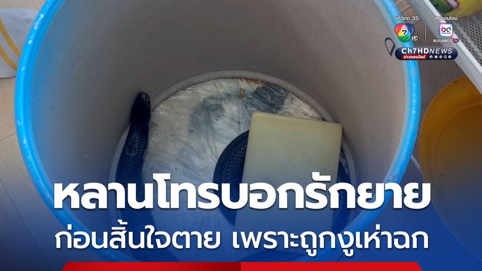 หลานชายโทรบอกรักยาย ก่อนสิ้นใจตาย เพราะถูกงูเห่าฉก
