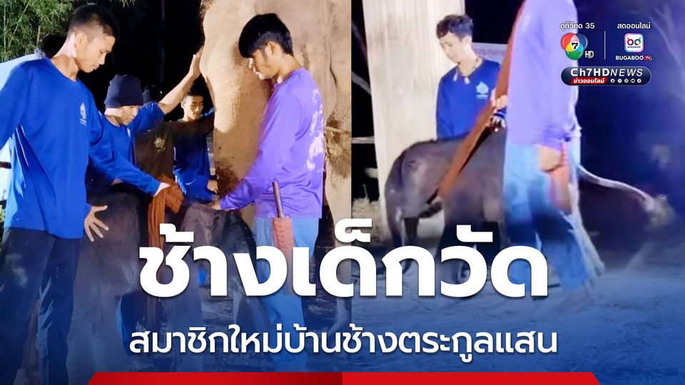 สมาชิกใหม่บ้านช้างตระกูลแสน พระครูอ๊อดแจ้งข่าวดี แม่พังมีนาตกลูก