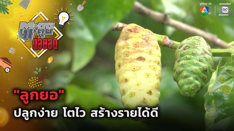 ตะลุยต่อยอด : "ลูกยอ" ปลูกง่าย โตไว สร้างรายได้ดี