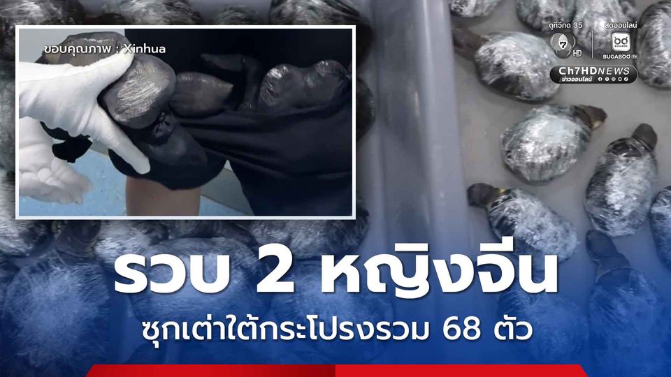 ศุลกากรเซินเจิ้นรวบ 2 หญิงจีน ซุกเต่าใต้กระโปรง รวม 68 ตัว
