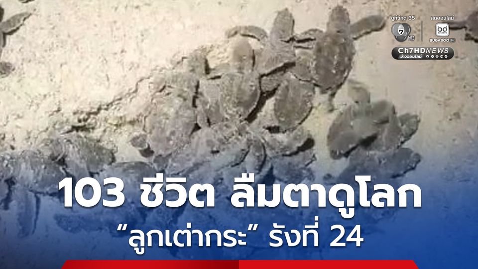 สุดยินดี ! ลูกเต่ากระ 103 ตัว ฟักออกจากไข่ ที่เกาะทะลุ จ.ประจวบคีรีขันธ์