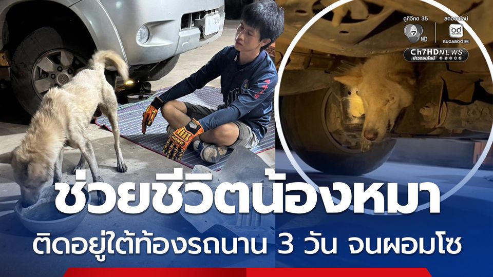 ช่วยชีวิตน้องหมา ติดอยู่ใต้ท้องรถนาน 3 วัน จนผอมโซ