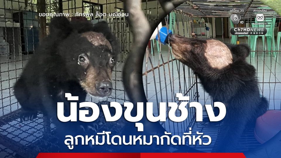 น้องขุนช้าง ลูกหมีควายพลัดหลง ถูกหมากัดที่หัว