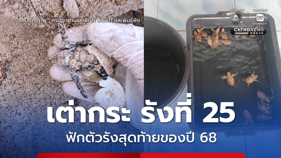 เต่ากระเกาะทะลุรังที่ 25 ฟักตัวรังสุดท้ายของปี 2568 พิสูจน์ความสมบูรณ์ของทะเลอ่าวไทย ภายใต้พระราชปณิธานฟื้นฟูทะเลไทย 
