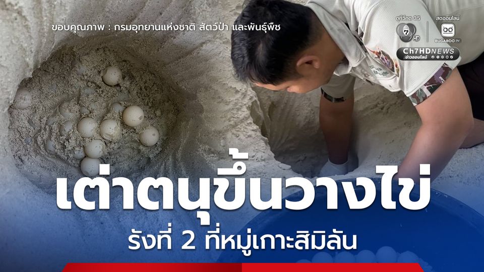 แม่สายรุ้ง เต่าตนุขึ้นวางไข่รังที่ 2 ที่หมู่เกาะสิมิลัน สะท้อนความอุดมสมบูรณ์ของระบบนิเวศทางทะเลไทย