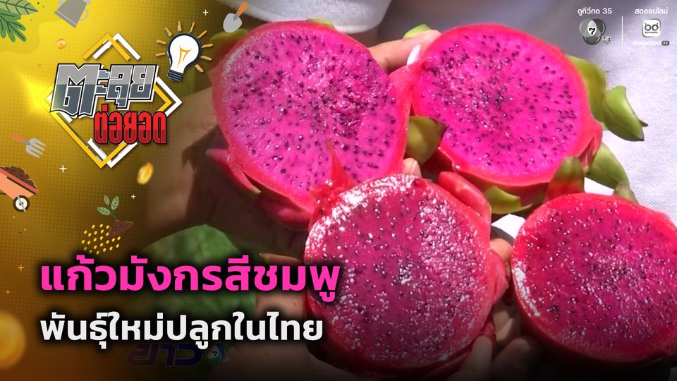 ตะลุยต่อยอด : แก้วมังกรสีชมพู พันธุ์ใหม่ปลูกในไทย