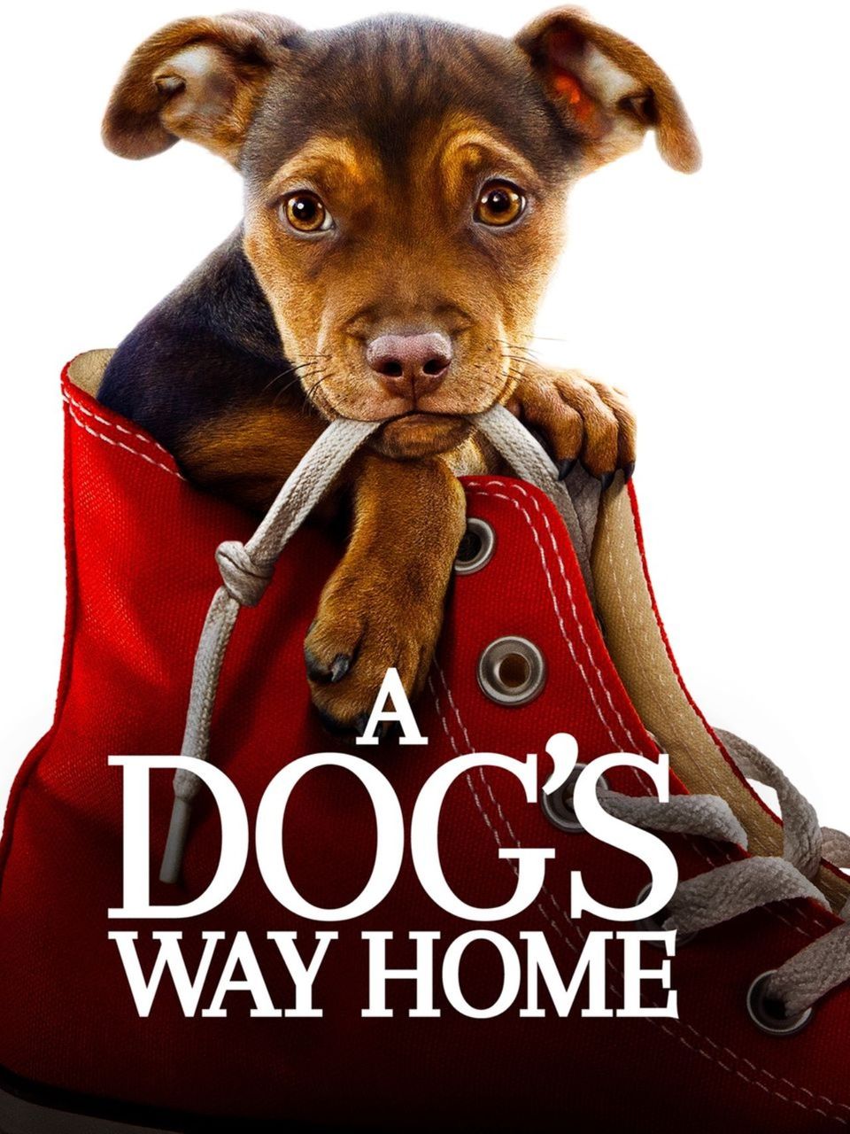 ภาพยนตร์ฝรั่ง “เพื่อนรักผจญภัยสี่ร้อยไมล์” (A DOG’S WAY HOME)