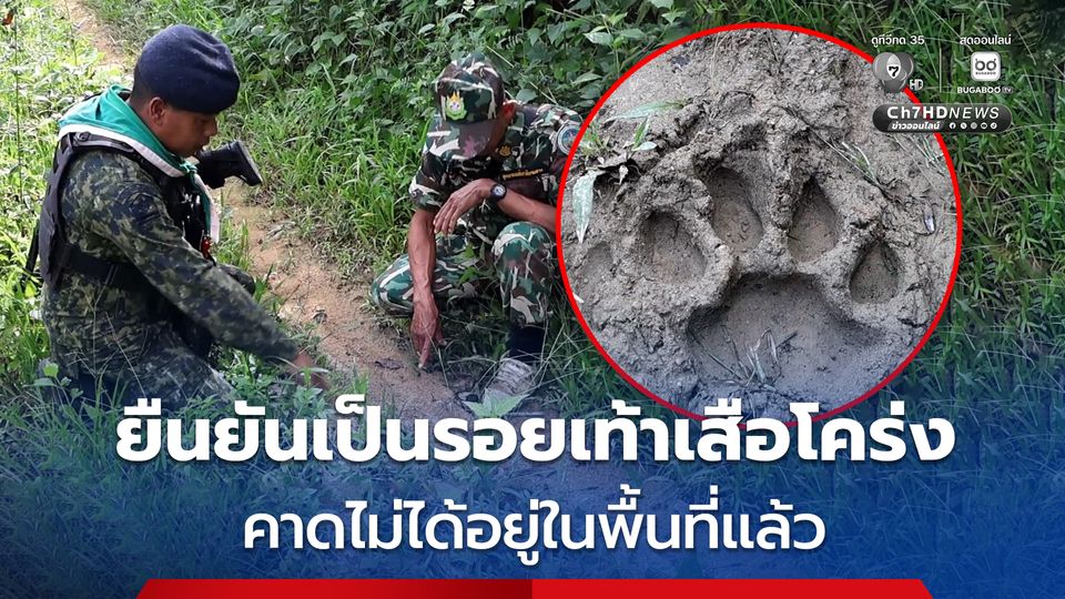 เจ้าหน้าที่ยืนยันเป็นรอยเท้าเสือโคร่ง คาดแค่เดินผ่านหาเหยื่อ  ไม่ได้อยู่ในพื้นที่แล้ว