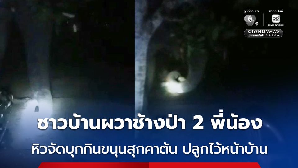 ชาวบ้านผวาช้างป่า 2 พี่น้อง หิวจัดบุกกินขนุนสุกคาต้น ปลูกไว้หน้าบ้าน