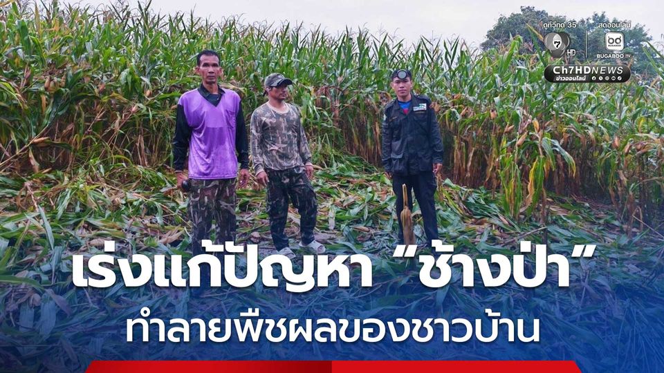 สบอ.12 เร่งแก้ปัญหา “ช้างป่า” ทำลายพืชผลของชาวบ้าน ชี้มีระบบเฝ้าระวัง-เยียวยาเกษตรกรตามระเบียบ