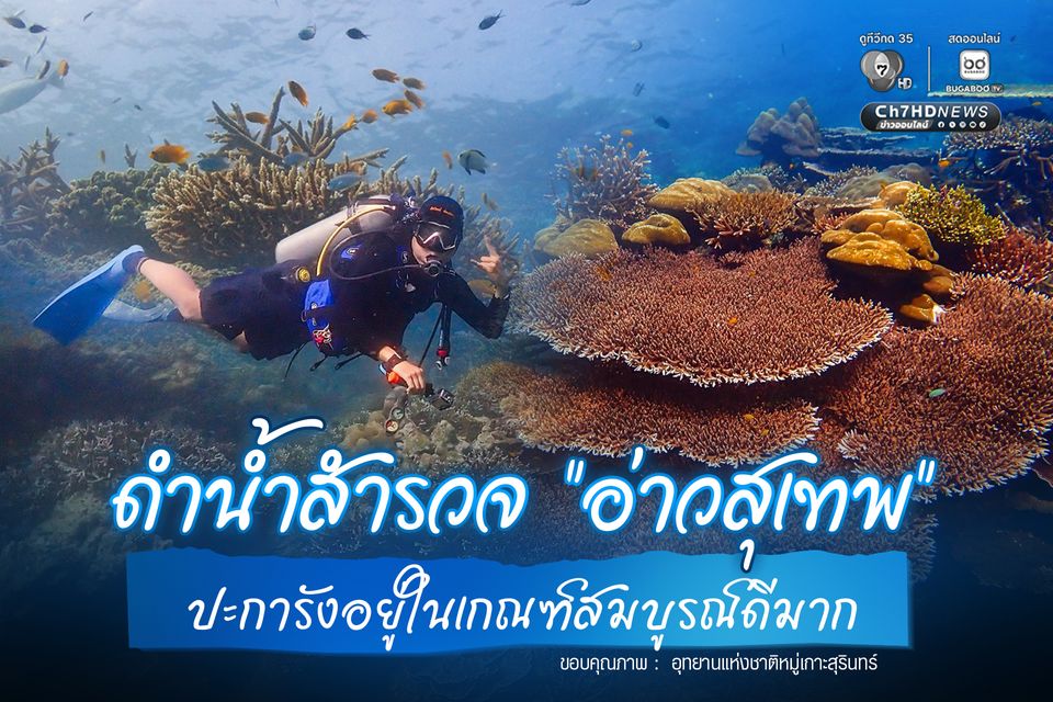 ดำน้ำสำรวจ “อ่าวสุเทพ" ปะการังอยู่ในเกณฑ์สมบูรณ์ดีมาก