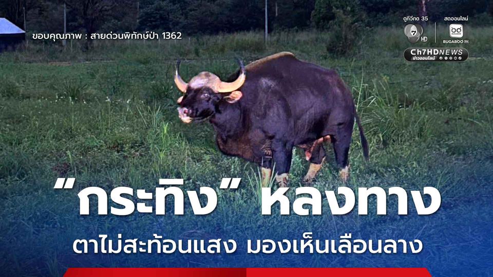 “กระทิง” หลงทาง ตาไม่สะท้อนแสง มองเห็นเลือนลาง