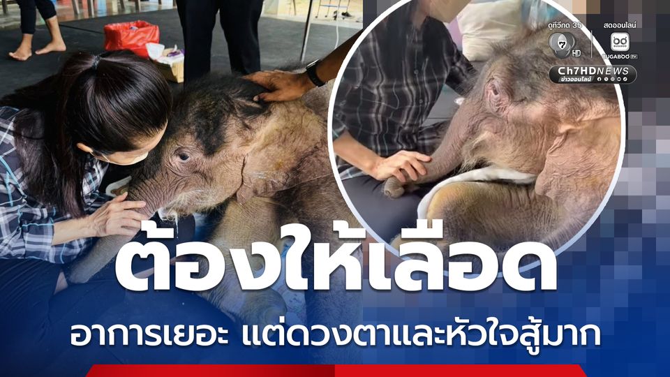 น้องข้าวต้ม มีภาวะอักเสบภายใน ต้องให้เลือด