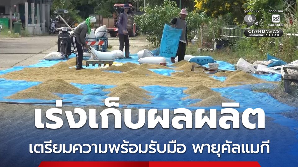 ชาวบ้านเร่งเก็บผลผลิตหลังเก็บเกี่ยว เตรียมความพร้อมรับมือ พายุคัลแมกี