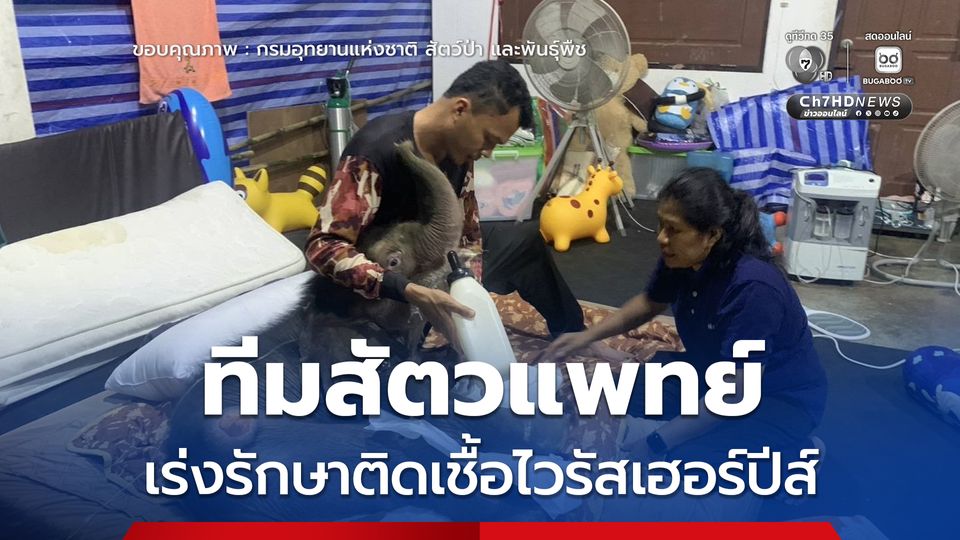 ลูกช้างป่า "ข้าวต้ม" สู้ชีวิต ทีมสัตวแพทย์และผู้เชี่ยวชาญเร่งรักษาติดเชื้อไวรัสเฮอร์ปีส์ ที่ส่งผลกระทบต่อระบบทางเดินอาหาร
