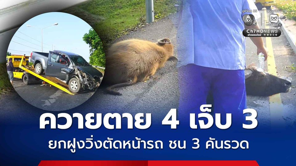 อุบัติเหตุสลด ควายตาย 4 เจ็บ 3 ยกฝูงวิ่งตัดหน้ารถ ชน 3 คันรวด