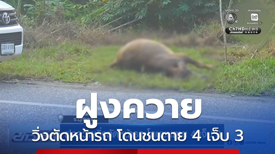 ฝูงควายวิ่งตัดหน้ารถ โดนชนตาย 4 เจ็บ 3