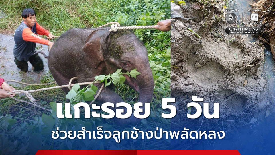 ช่วยสำเร็จ ลูกช้างป่าพลัดหลงคาดถูกน้ำพัดขณะข้ามห้วย