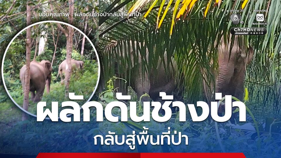 เจ้าหน้าที่เขตรักษาพันธุ์สัตว์ป่าคลองนาคา ร่วมกับราษฎร ผลักดันช้างป่ากลับสู่พื้นที่ป่า