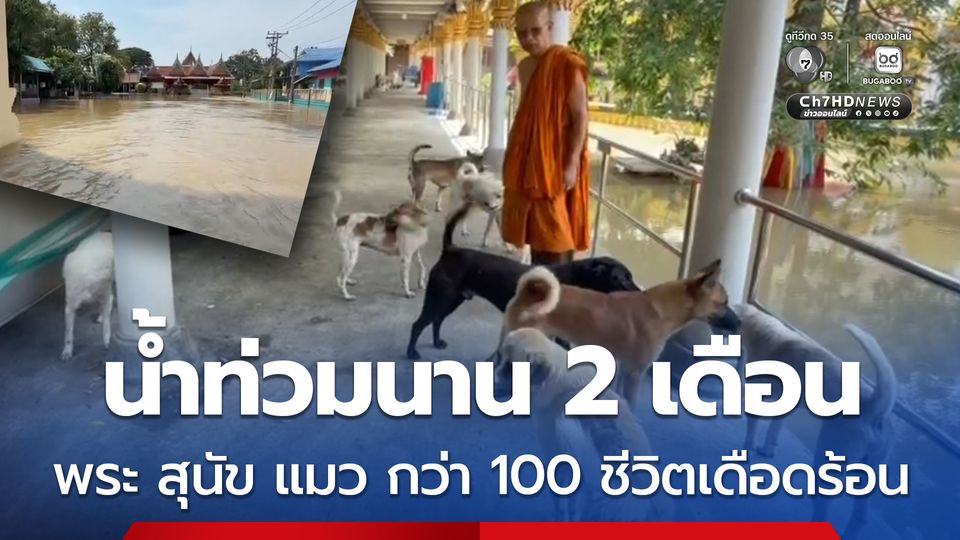น้ำท่วมวัดกระโดงทอง พระ สุนัข แมว กว่า100 ชีวิตเดือดร้อนหนัก