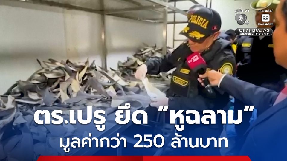 ตำรวจเปรูยึด “หูฉลาม” กว่า 6 ตัน มูลค่ากว่า 250 ล้านบาท เตรียมมุ่งหน้าส่งไปเอเชีย