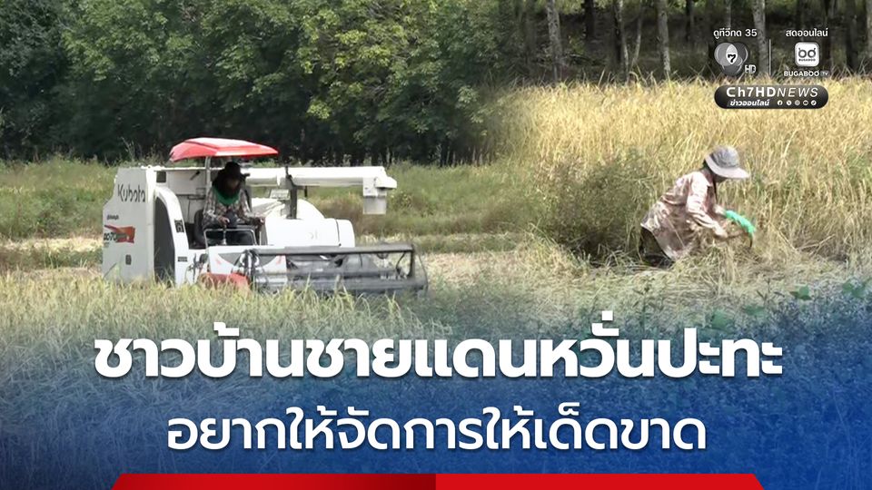 ทหารเหยียบระเบิด ชาวบ้านหวั่นปะทะอีก เร่งเก็บเกี่ยวข้าวให้เสร็จ