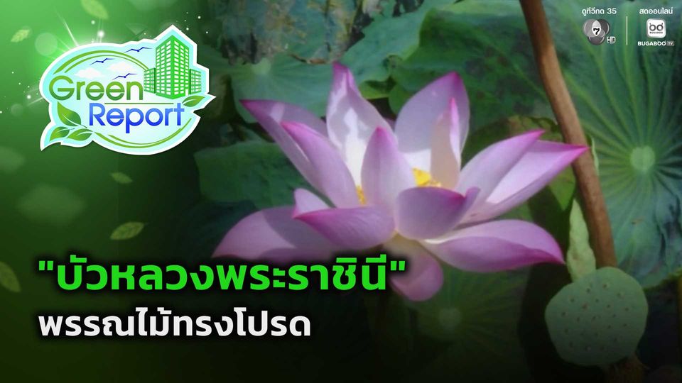 Green Report : "บัวหลวงพระราชินี" พรรณไม้ทรงโปรด