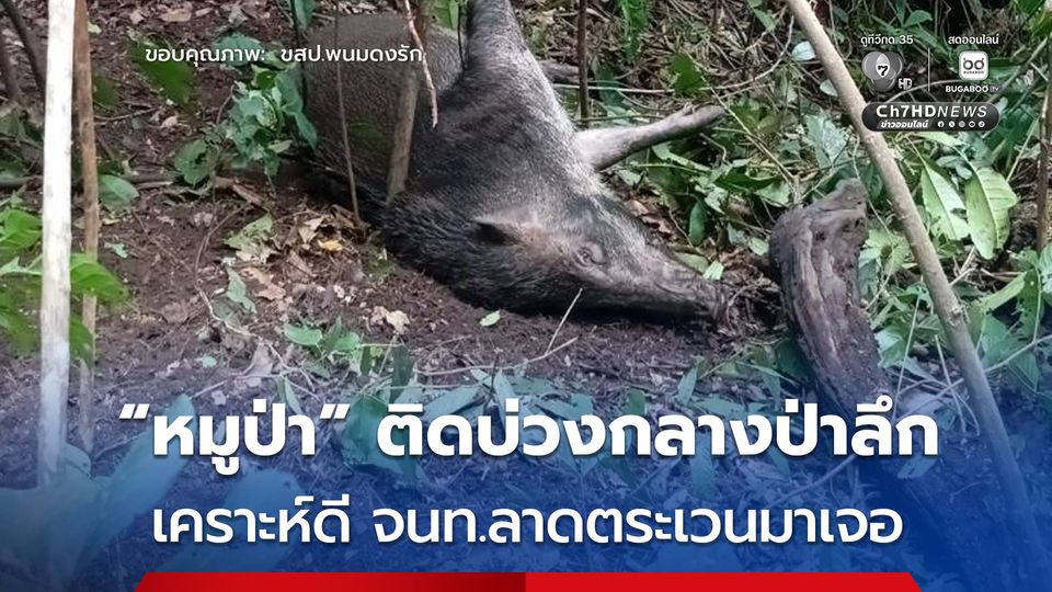 เจ้าหน้าที่ ขสป.พนมดงรัก ช่วยเหลือ “หมูป่า” ติดบ่วงดักสัตว์ พร้อมเก็บกู้-ทำลายบ่วงดักสัตว์อีก 17 บ่วง