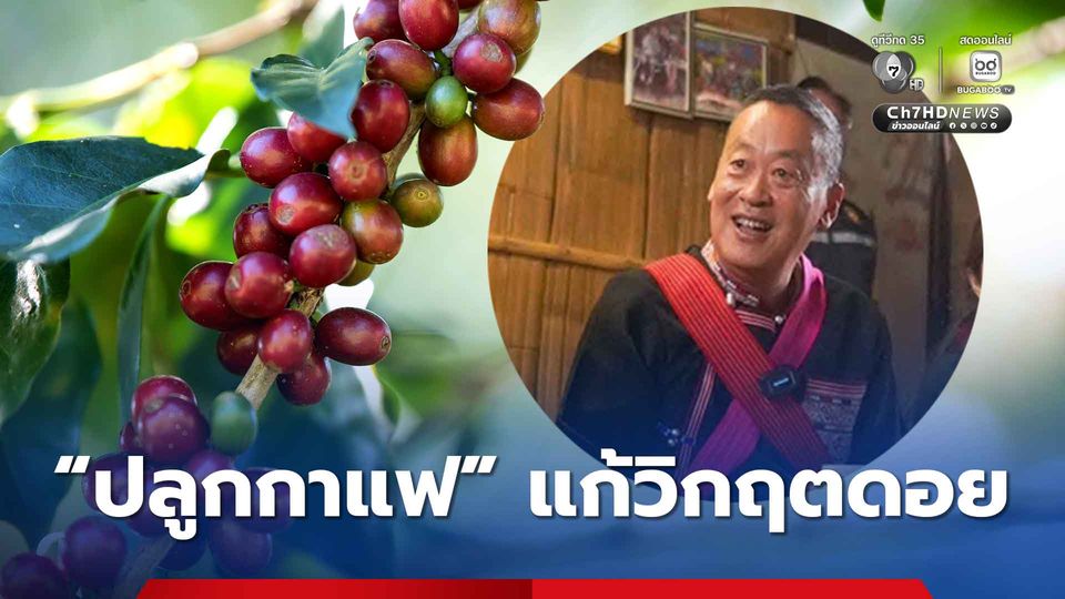 “กาแฟไทย” พืชเศรษฐกิจมูลค่าสูง ช่วยอนุรักษ์ป่า ลดปัญหามลพิษภาคเหนือ