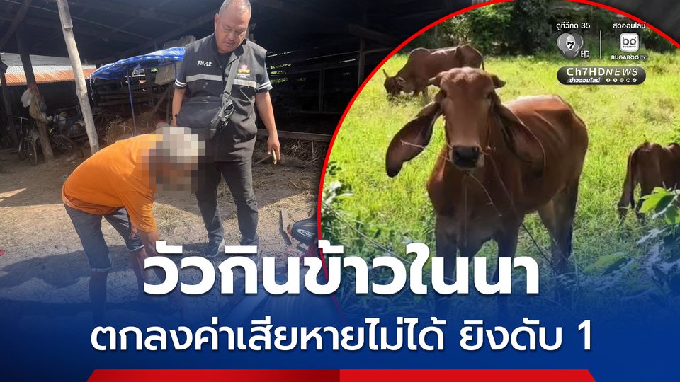 วัวกินข้าวในนา คิดเสียหาย 500 บาท แต่ตกลงกันไม่ได้ ยิงกันตาย