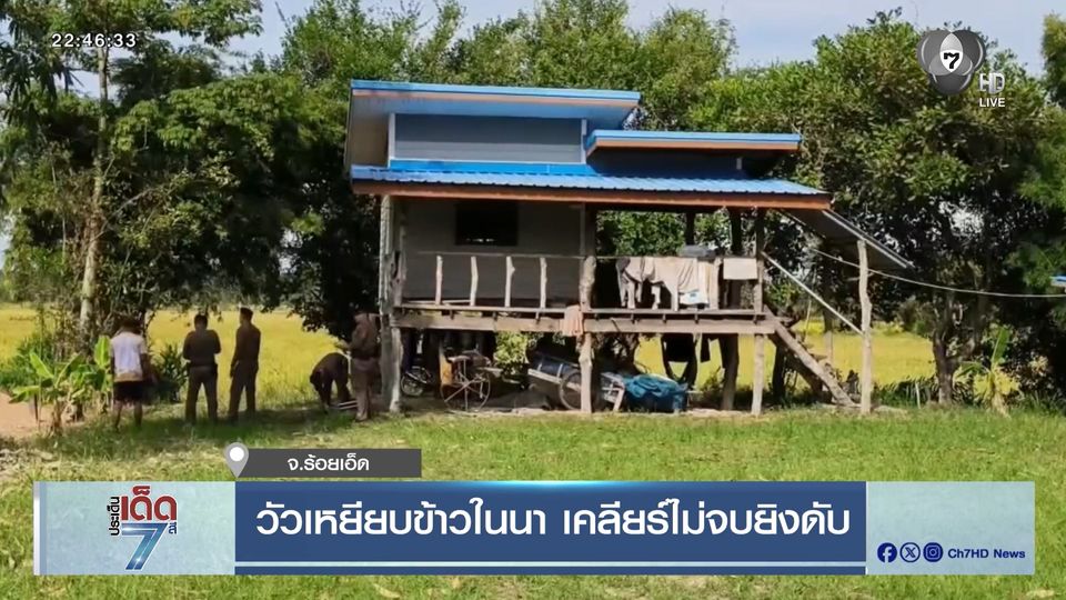 วัวเหยียบข้าวในนา เคลียร์ไม่จบยิงดับ