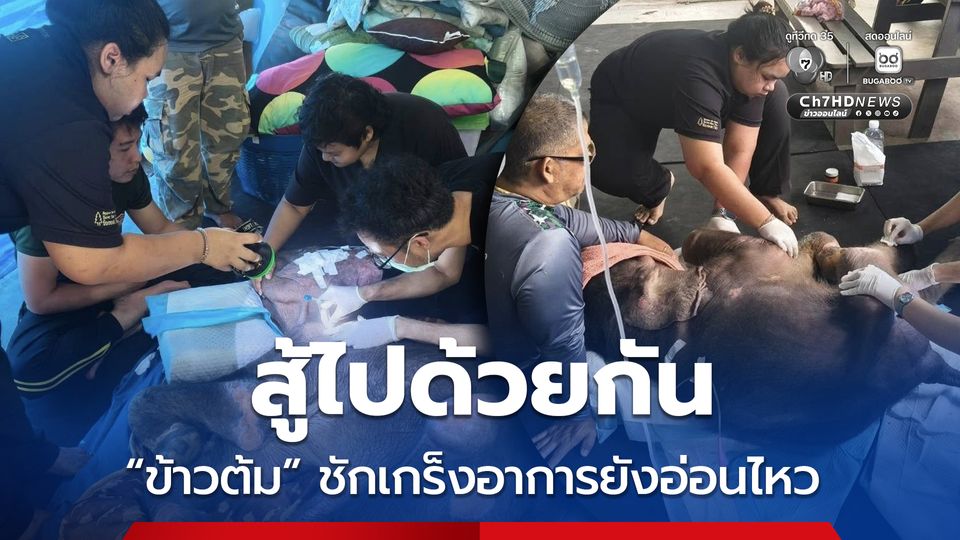 อัปเดตอาการ “ข้าวต้ม” ชักเกร็ง ระดับน้ำตาลต่ำ