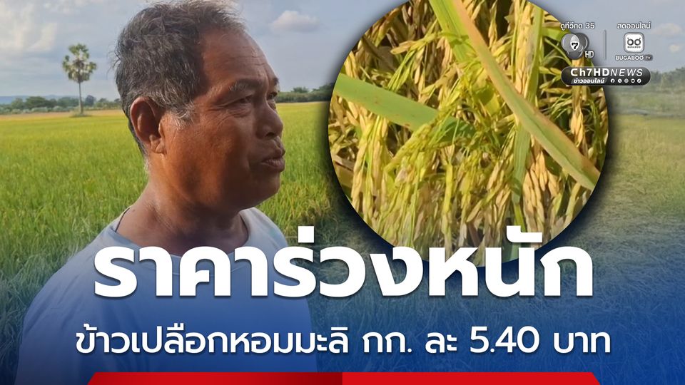 ชาวนาสีคิ้วหวั่นขาดทุนหนัก ข้าวเปลือกหอมมะลิ กก.ละ 5.40 บาท